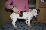JACK RUSSEL - BROSSAGE 068